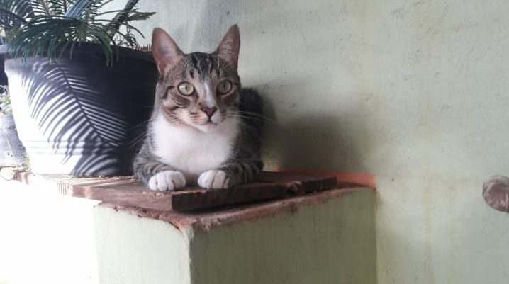 Foto de Rayssa Campos