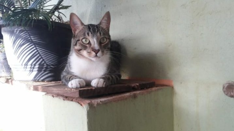 Foto de Rayssa Campos